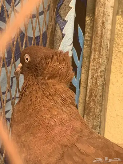 زوج مصري للتربية مع فرخ واحد 2