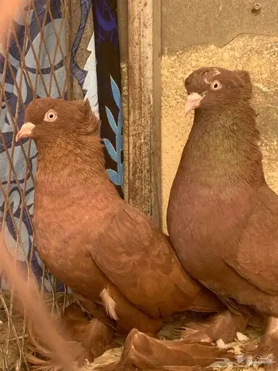 زوج مصري للتربية مع فرخ واحد 0