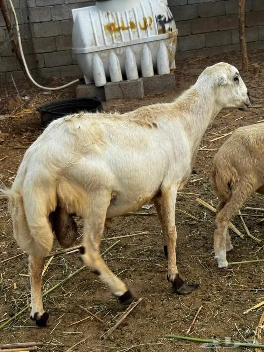 كبش فحل السن رباع 1