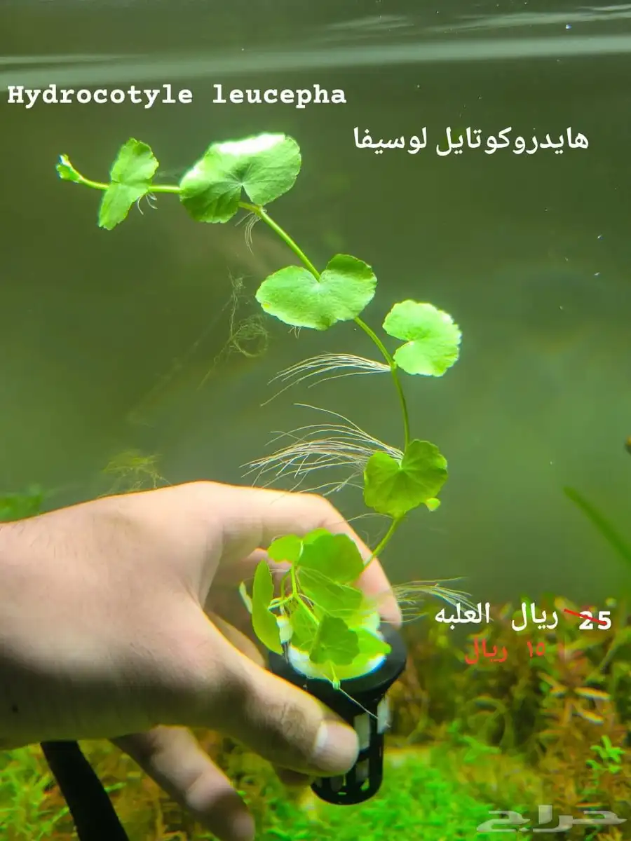 نباتات لحوض سمك 11