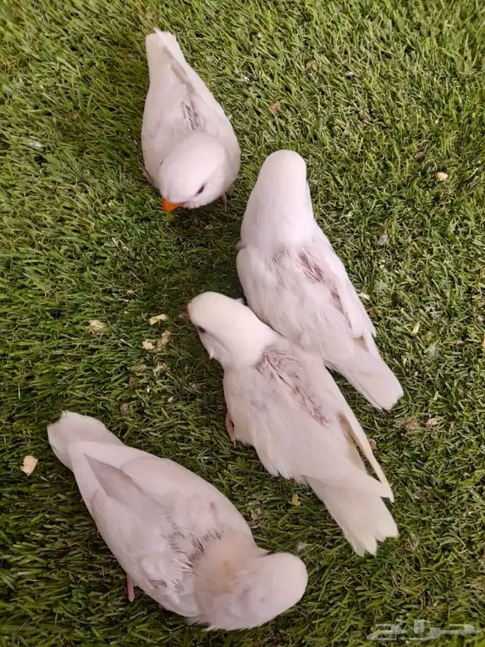 روز فروخ روز البينو واينو غر 4