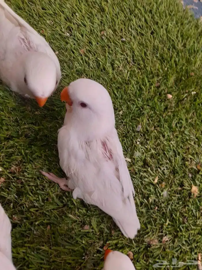 روز فروخ روز البينو واينو غر 3