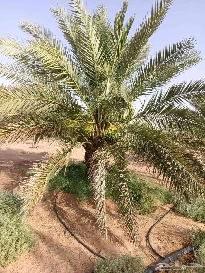 نخل للبيع بجميع انوعه ومقساته 5