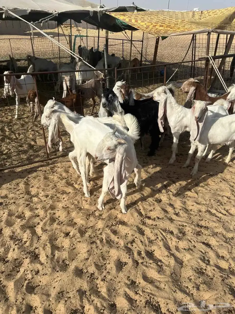 تيوس للبيع 0