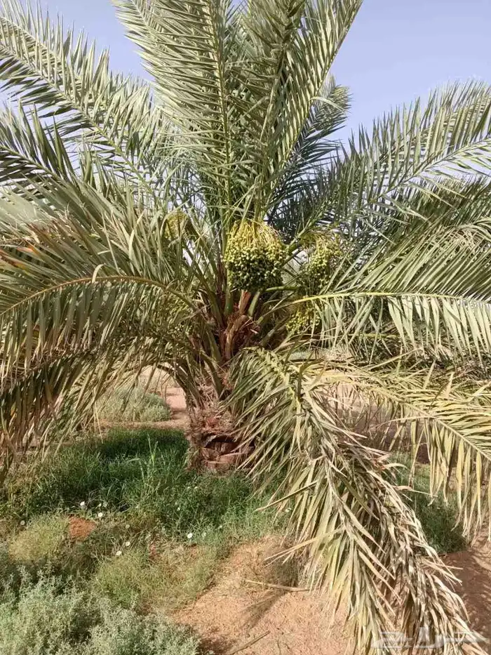 نخل للبيع بجميع انوعه ومقساته 4