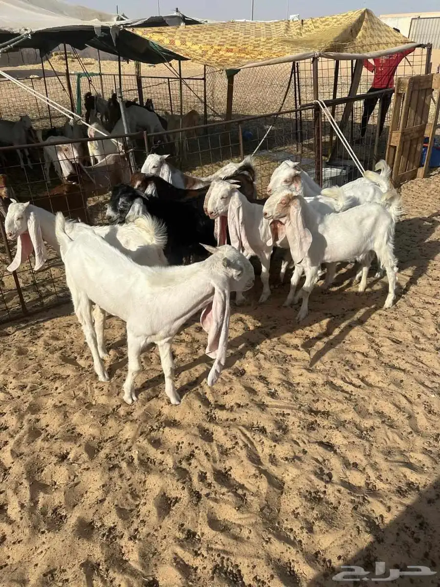 تيوس للبيع 2