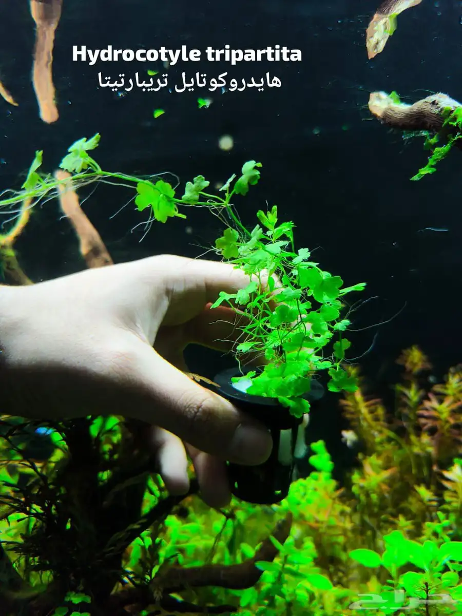 نباتات لحوض سمك 12
