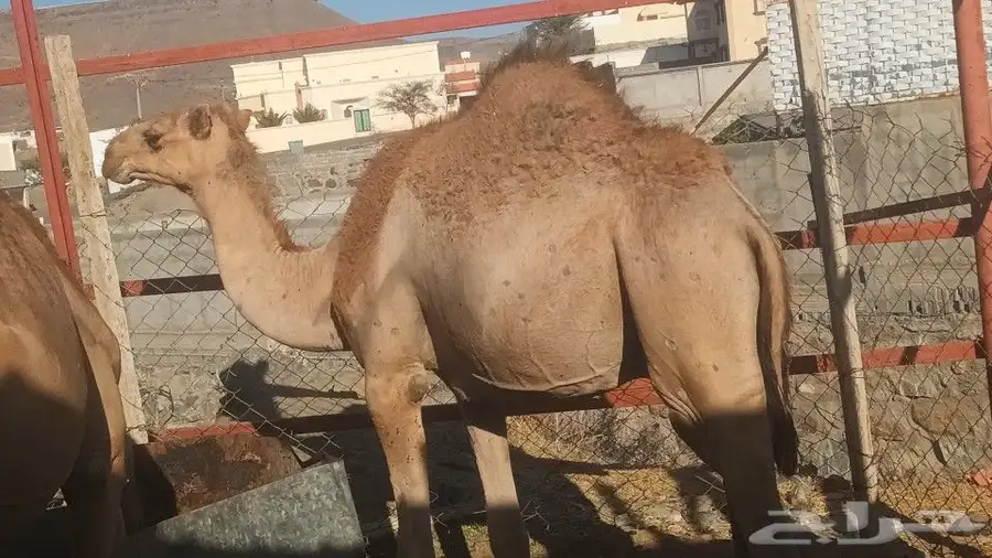 قعدان للبيع 0