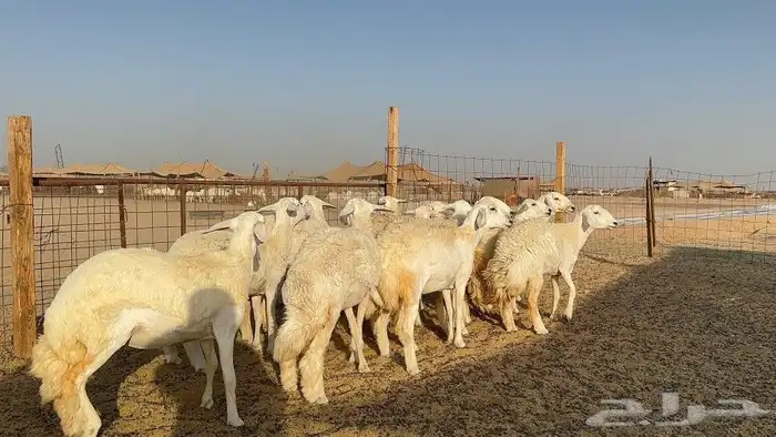 رخال طيبه 4