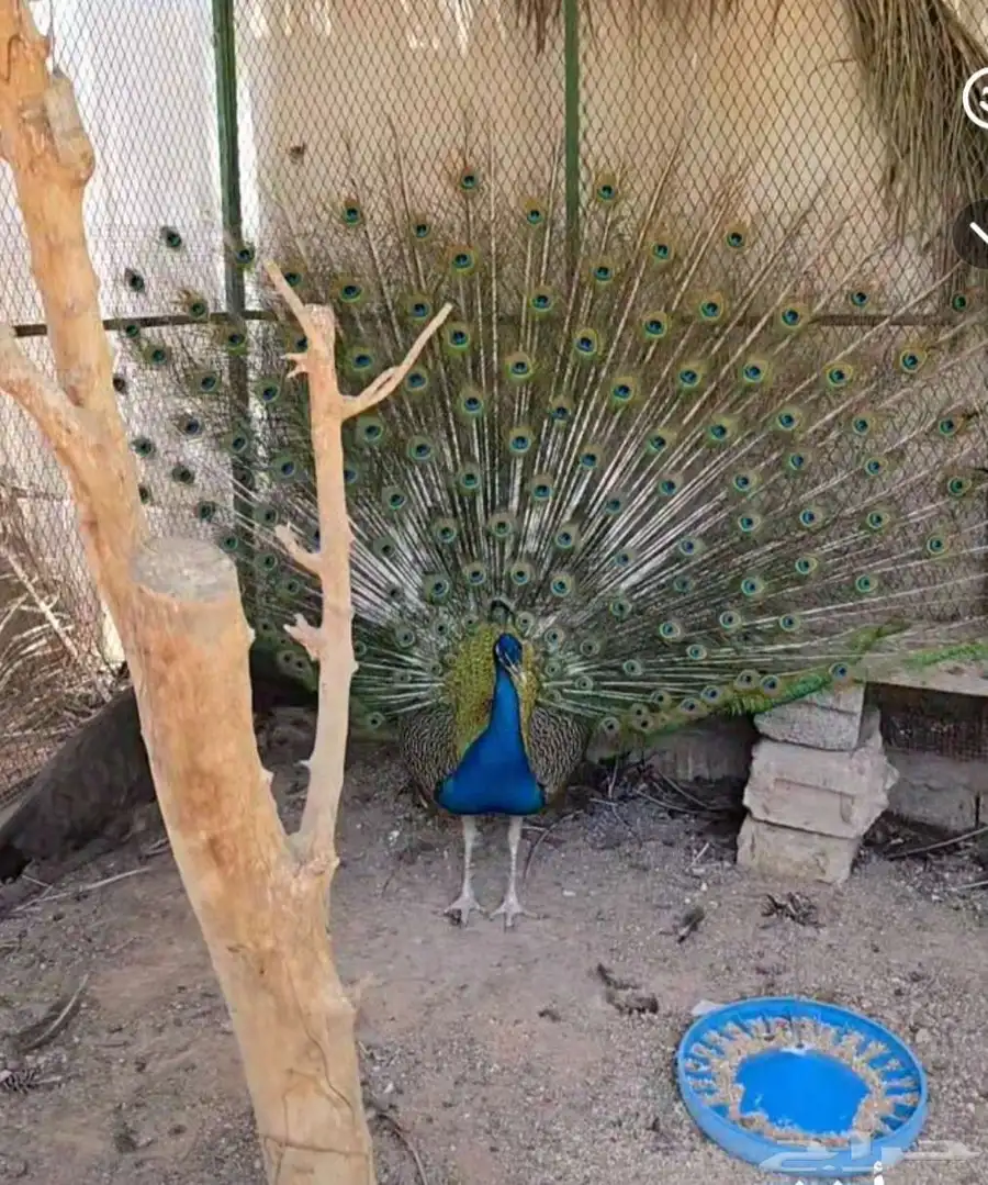 مدينة جلاجل 0