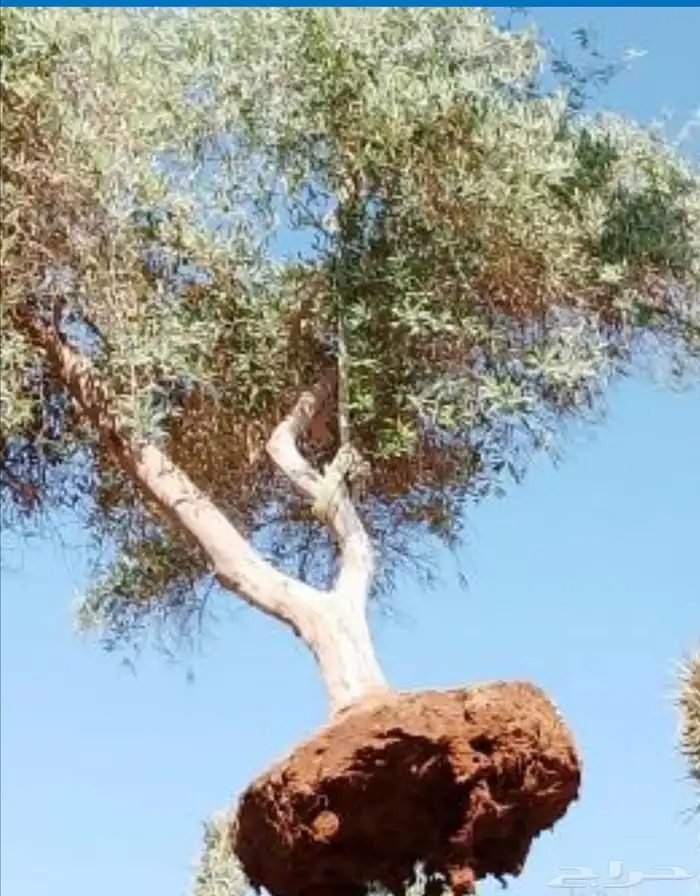 متخصصون في توريد وزرعت ازيتون 4