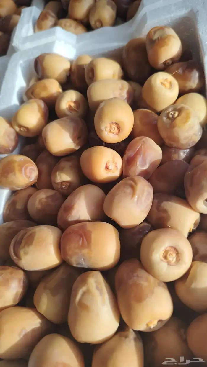 خلاص الوادي روثانه المدينة عجوه المدينة برني 3