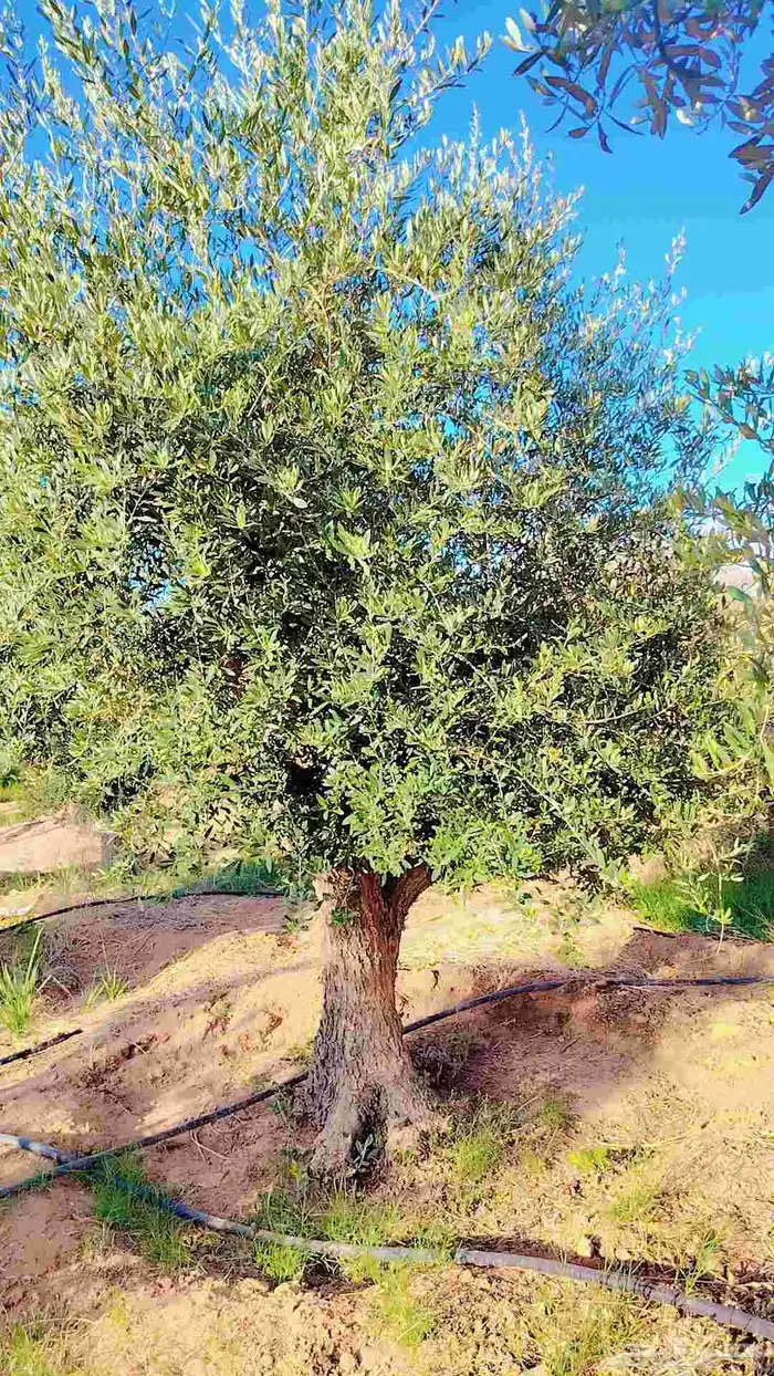يوجد لدينا زيتون معمر مثمر جميع الأحجام ويوجد وسط ويوجد شتلا 9