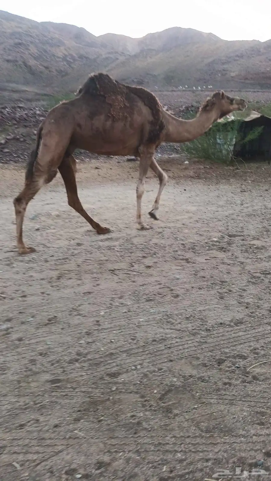 ناقه حمرا دم ب 5500 تم البيع 2