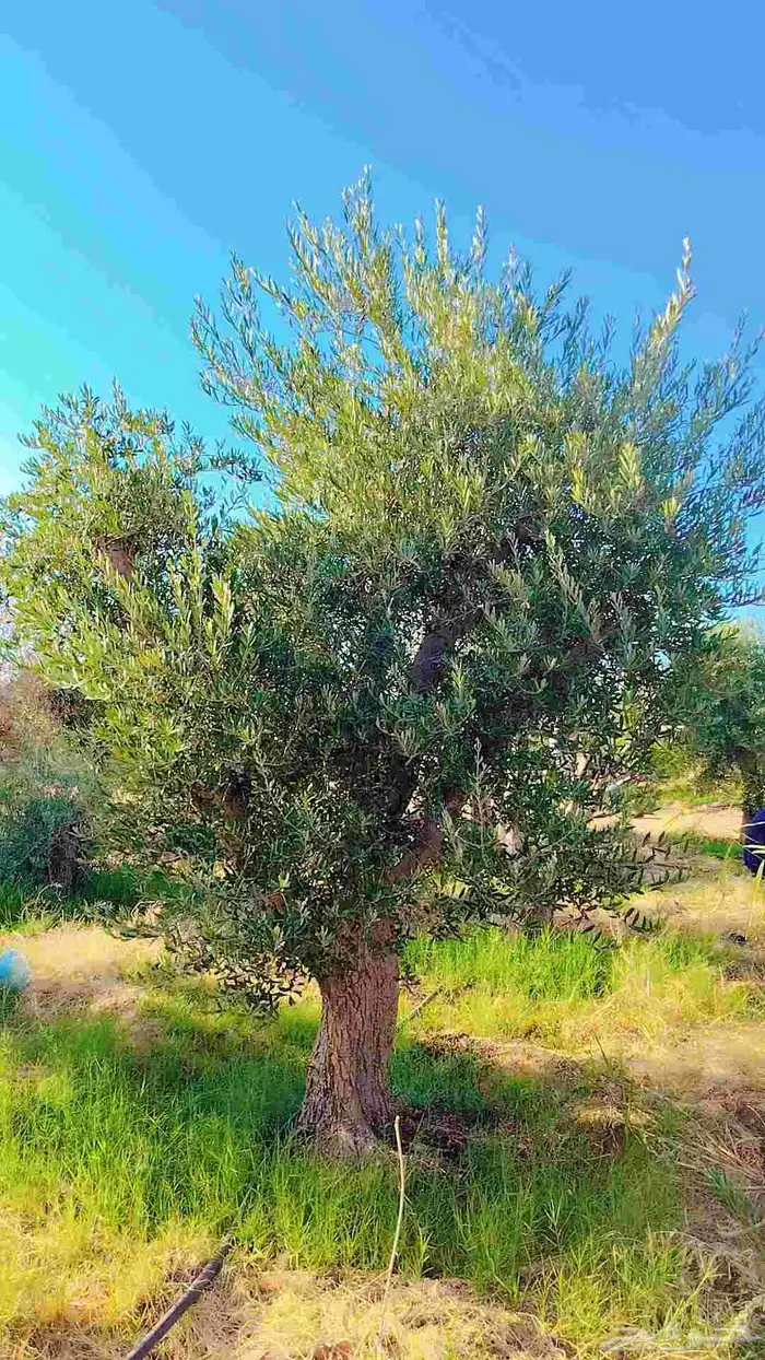 يوجد لدينا زيتون معمر مثمر جميع الأحجام ويوجد وسط ويوجد شتلا 8