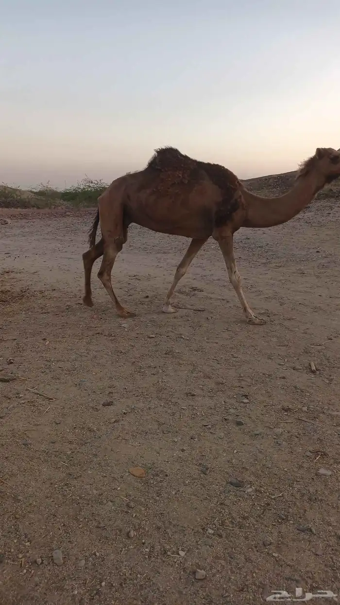 ناقه حمرا دم ب 5500 تم البيع 5