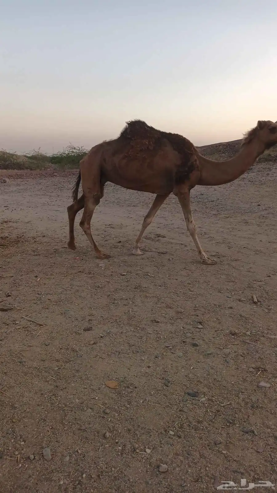 ناقه حمرا دم ب 5500 تم البيع 5