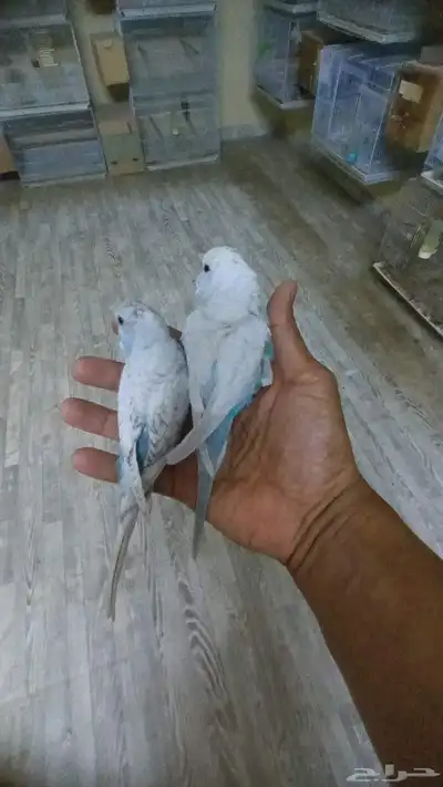 بادجي ولايف تم البيع 8