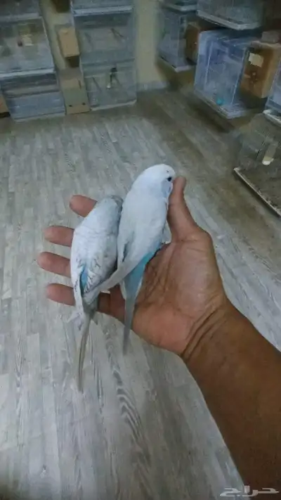 بادجي ولايف تم البيع 7