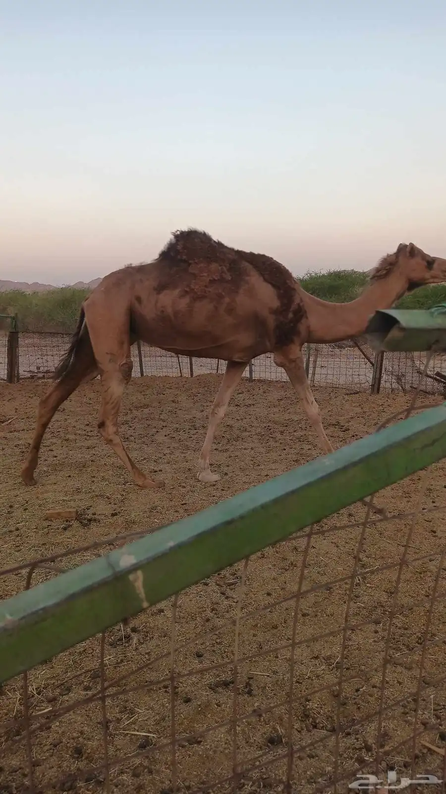 ناقه حمرا دم ب 5500 تم البيع 4
