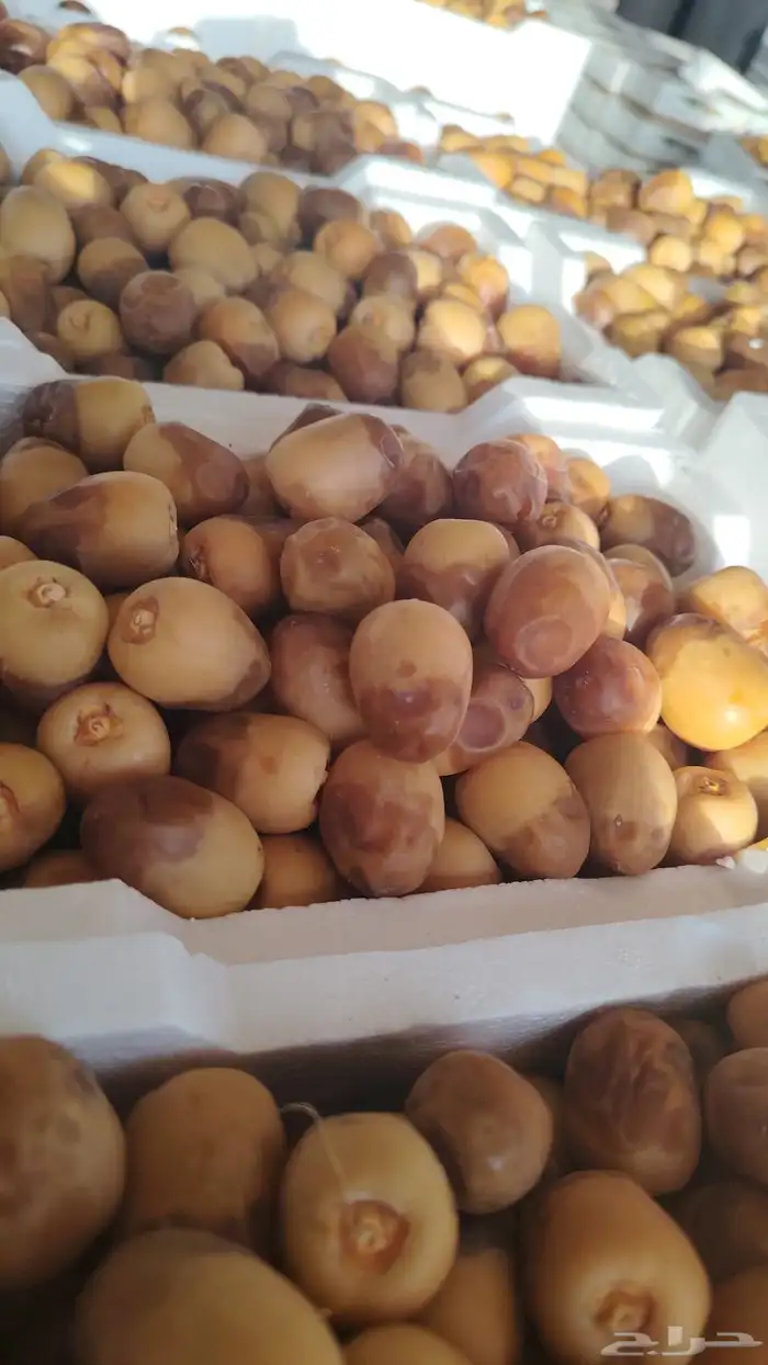 خلاص الوادي روثانه المدينة عجوه المدينة برني 2