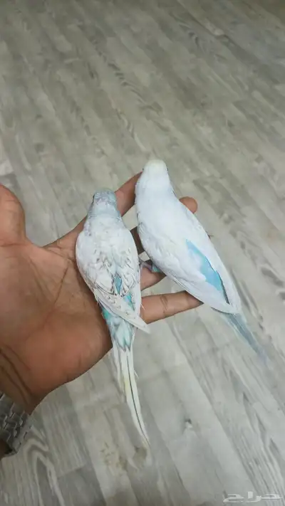 بادجي ولايف تم البيع 0