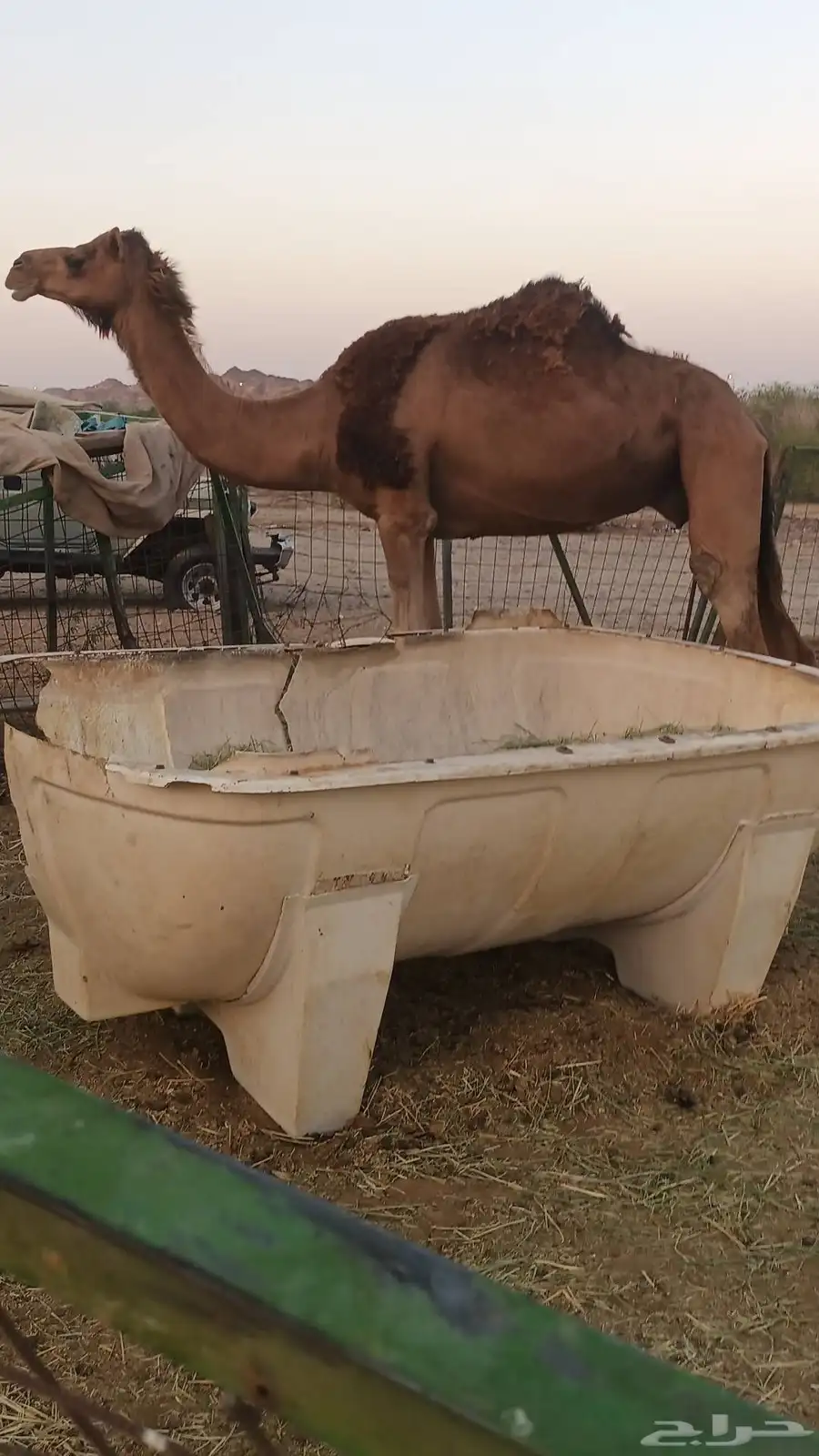 ناقه حمرا دم ب 5500 تم البيع 3