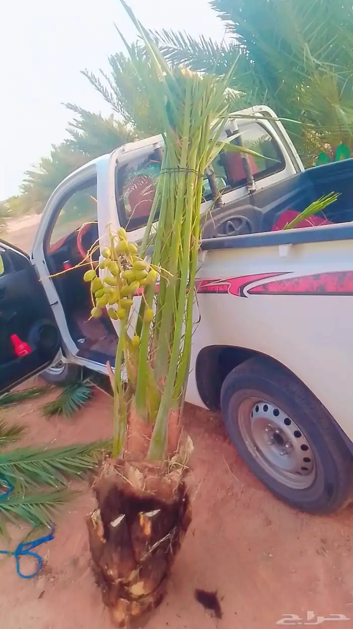 يوجد نخيل محدوله فاخر وصقعي مطوق احمر 0