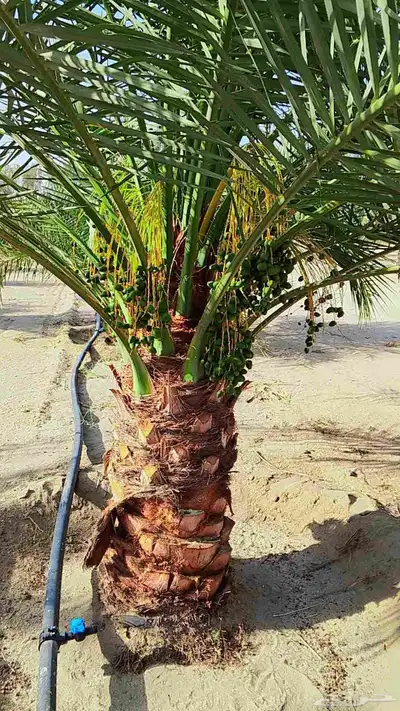توريد جميع انواع النخل وتكريب جميع انواع النخل 5