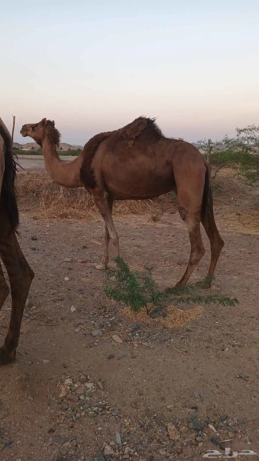 ناقه حمرا دم ب 5500 تم البيع 0