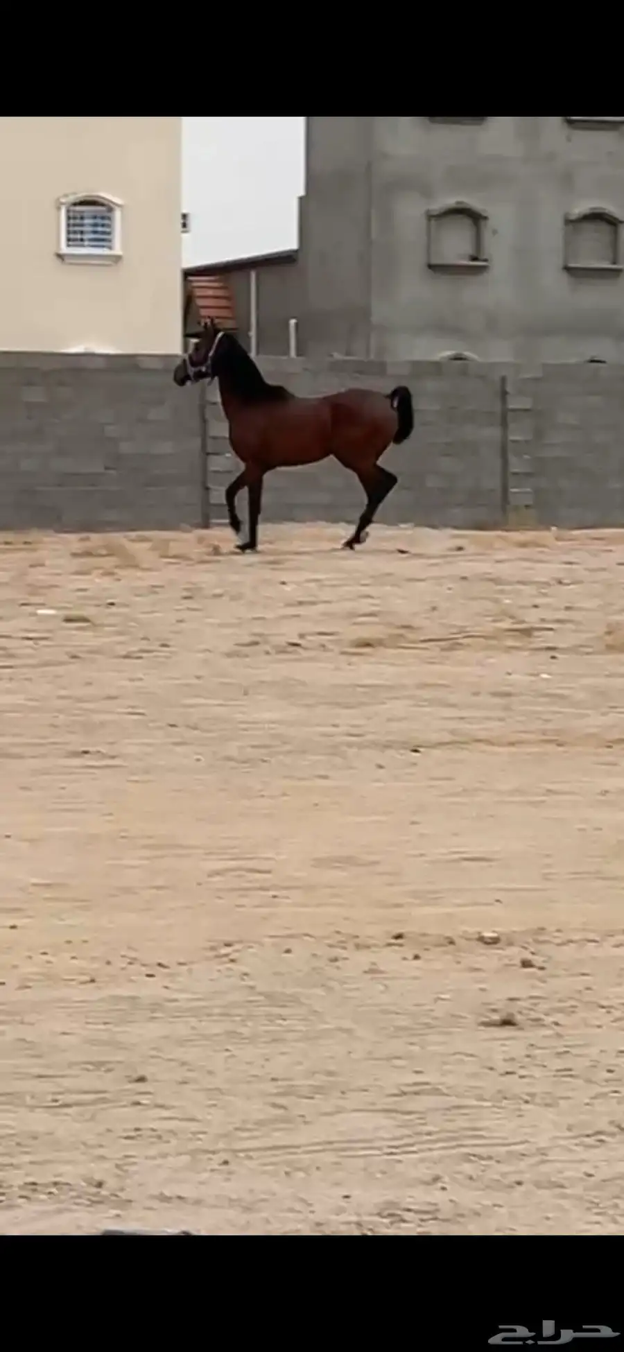 خيل شعبي سليم 1