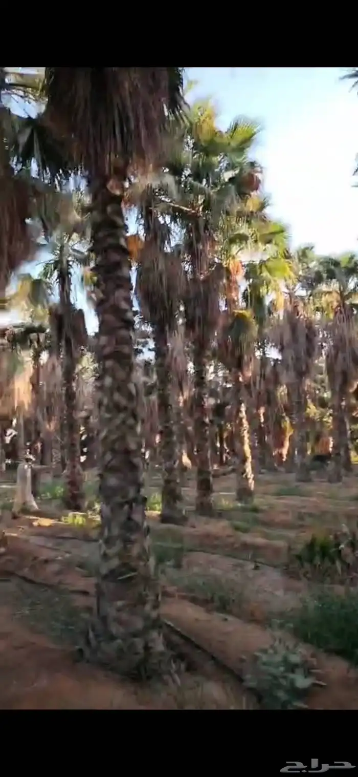 نخيل واشنطونيا زينه جميع المقاسات متوفره والنخل العربي بجميع 1