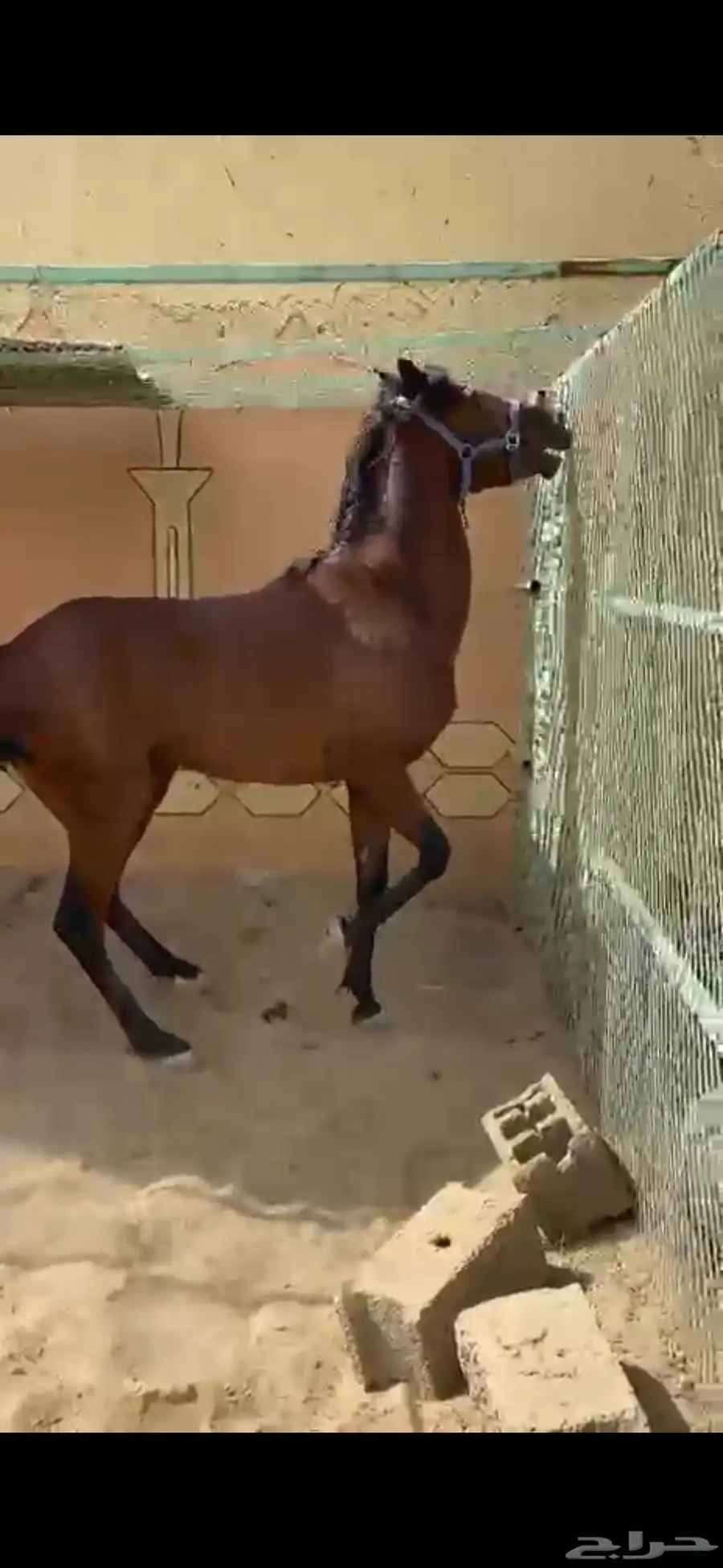 خيل شعبي سليم 2