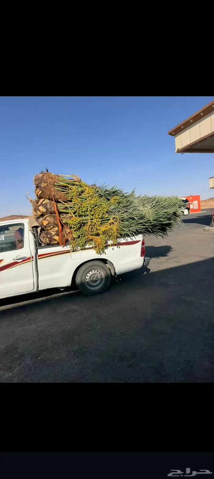نخيل البيع الخرمه الطايف عشيرة السيل مكه جده 2