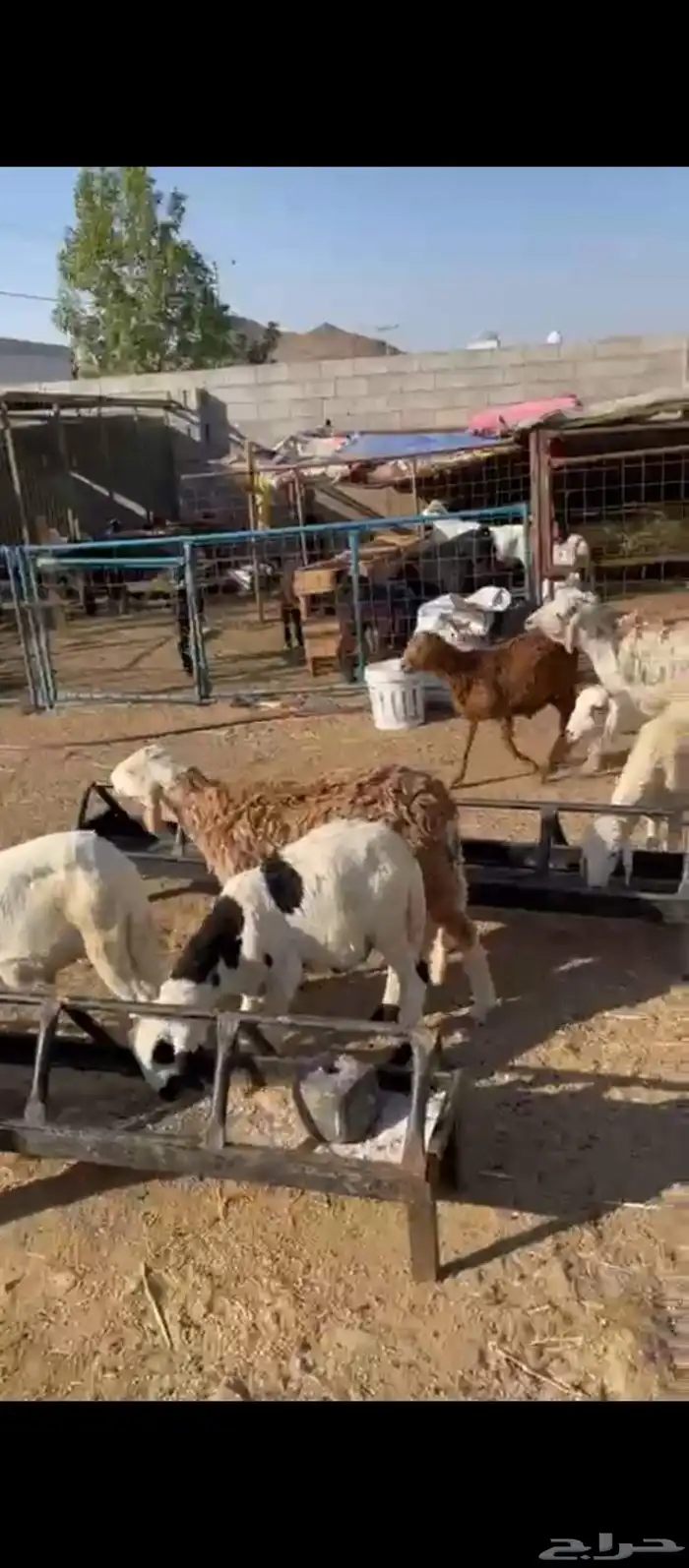 طليان سواكني 0