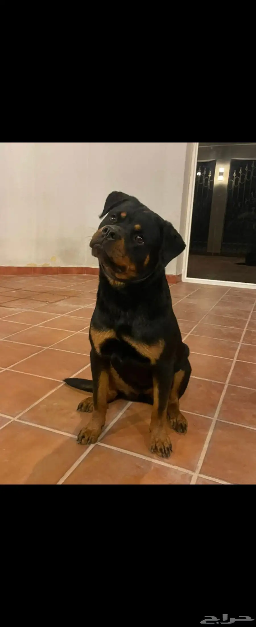 روت وايلير Rottweiler 3