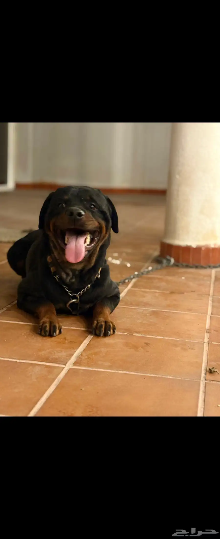 روت وايلير Rottweiler 0