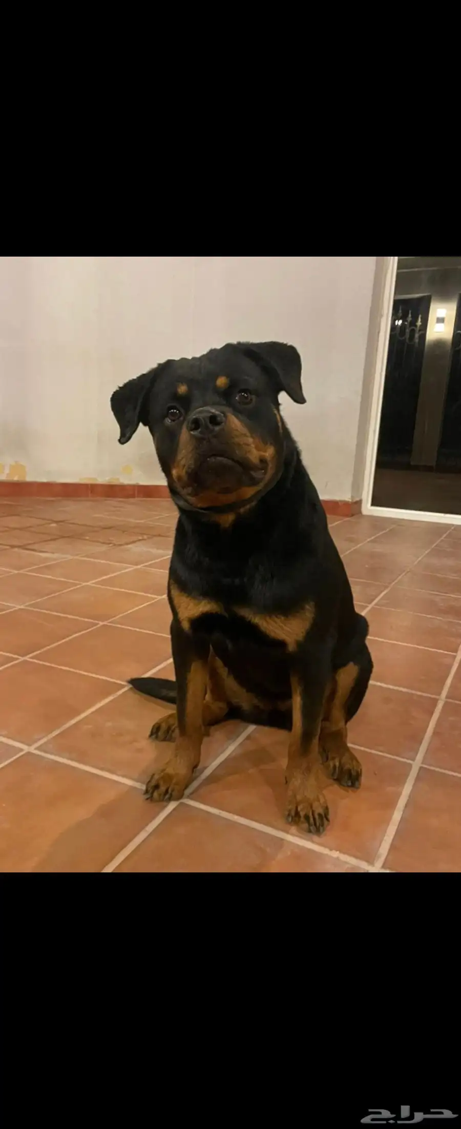 روت وايلير Rottweiler 2