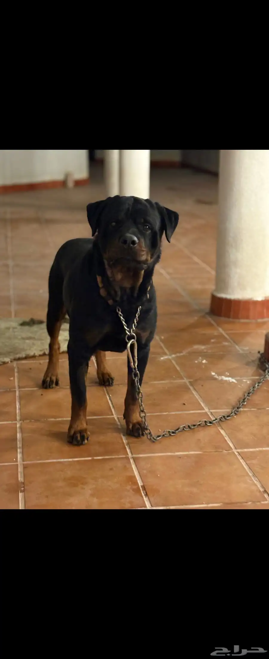 روت وايلير Rottweiler 1