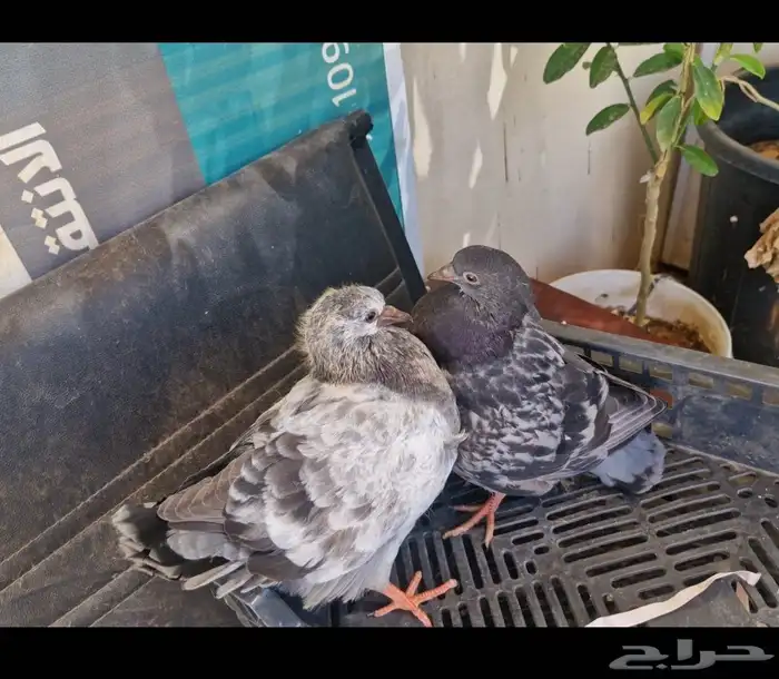 حمام كينج 22 0