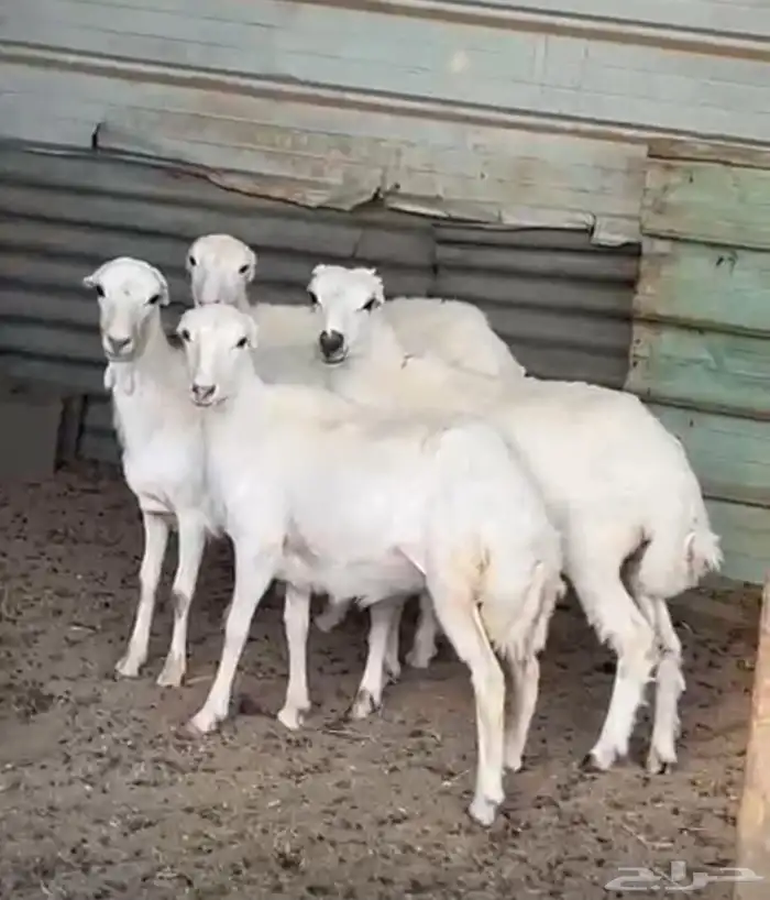 رخال نظيفه مشروطه 0