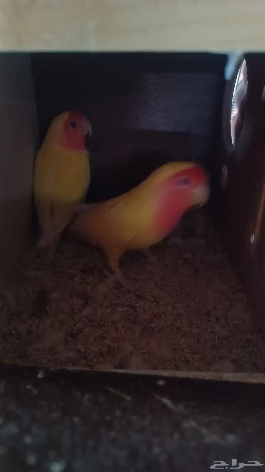 ازواج روز منتجه 1