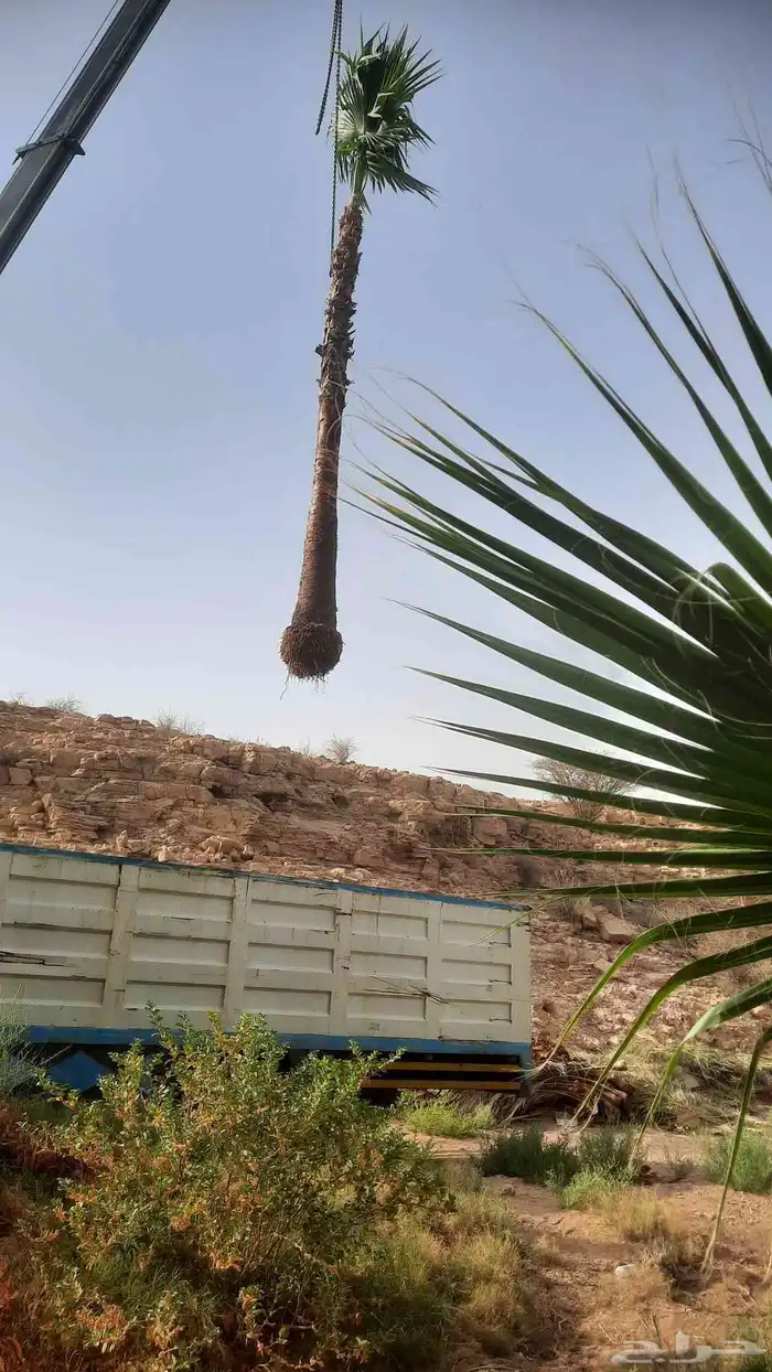 نخيل واشنطني أمريكي زينه 1