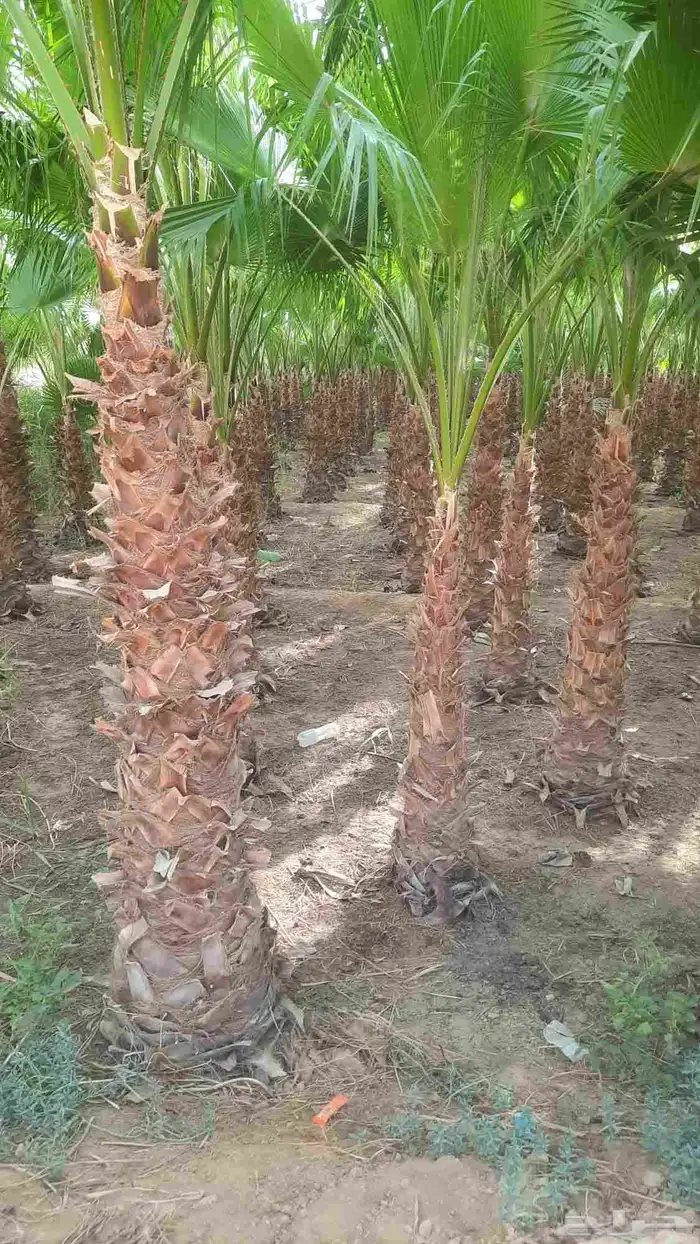 نخيل واشنطني أمريكي زينه 0