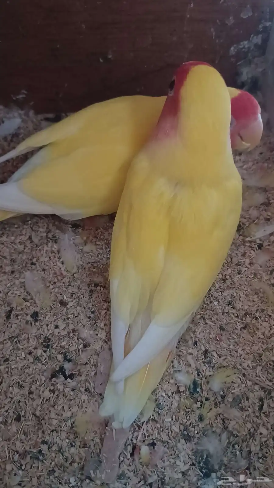 ازواج روز منتجه 4