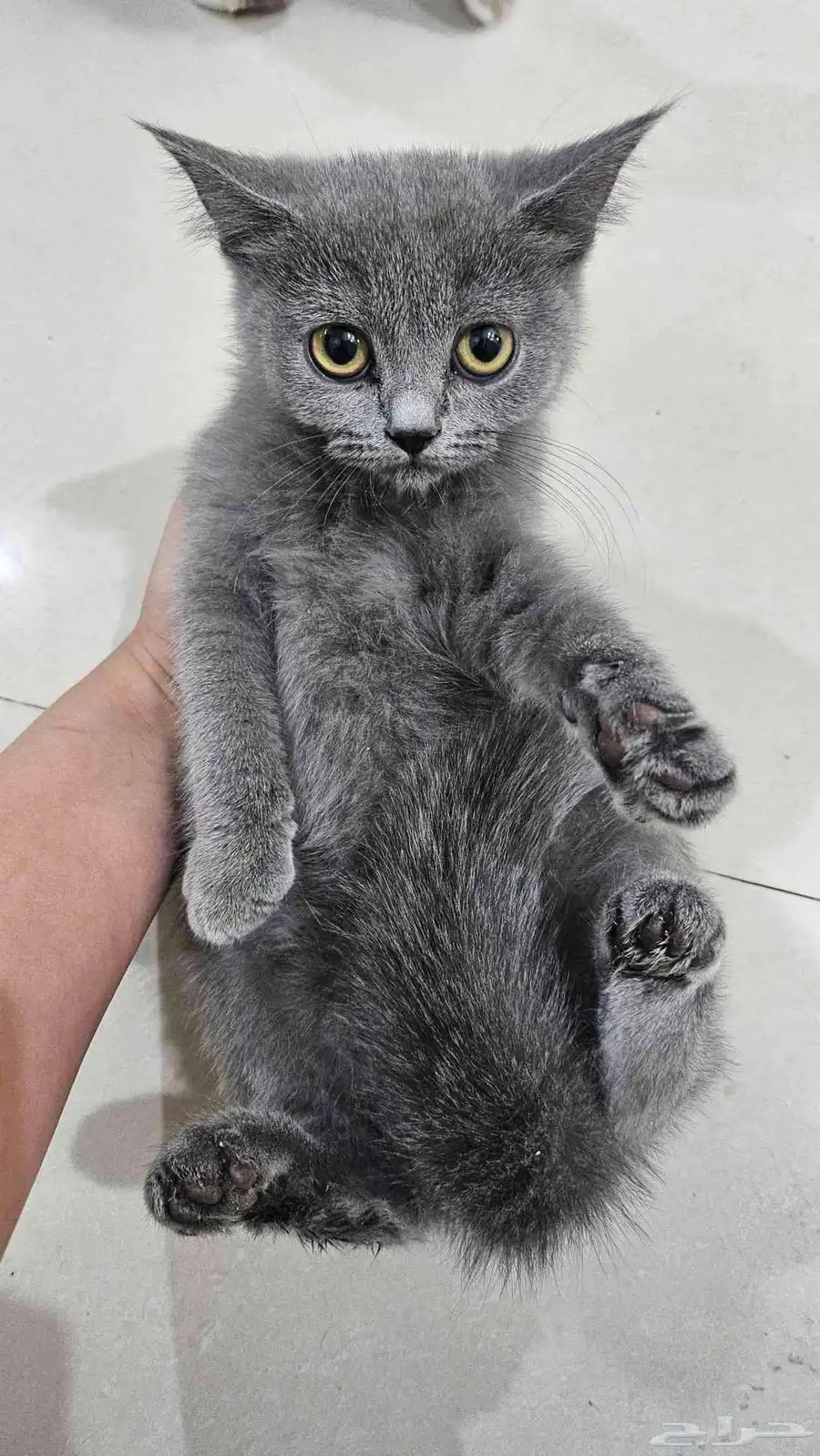 قطط 0