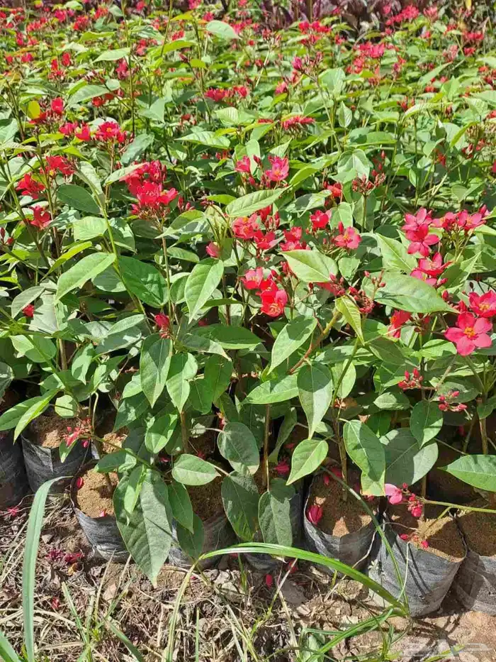 .تنسيق حدائق ابو رشاد 1