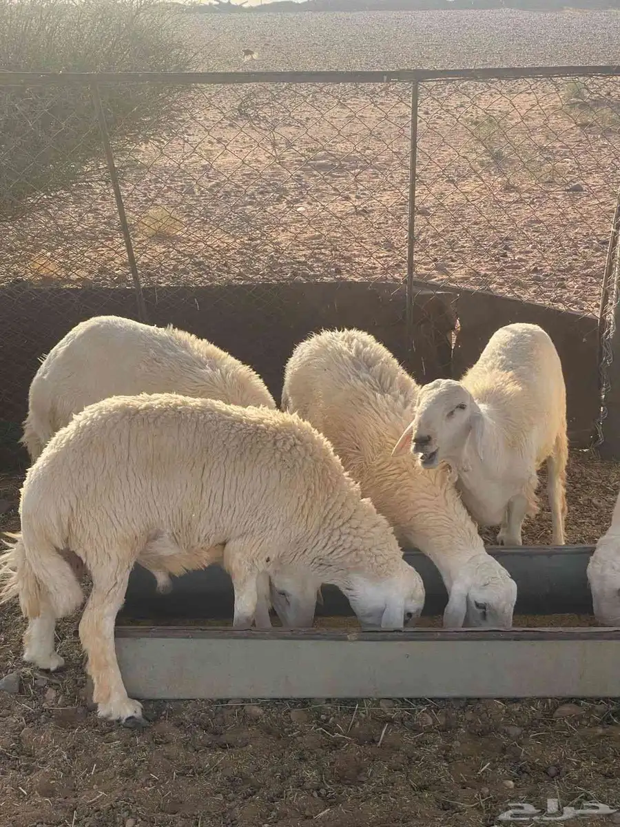 ذبايح للبيع 3