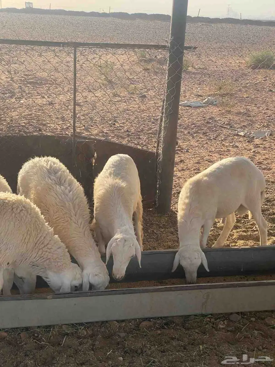 ذبايح للبيع 7