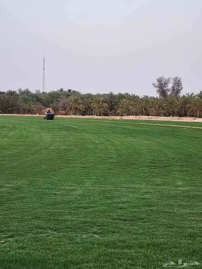 ثيل C2000 إنجيلة 0